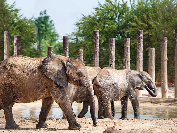 Dubai Safari Park to reopen with new animals, adventures