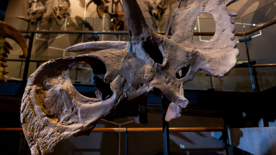 New dinosaur unveiled at Natural History Museum of Utah